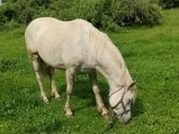 Yegua, Caballos