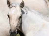 فرس, Quarter Horse — الصورة 4