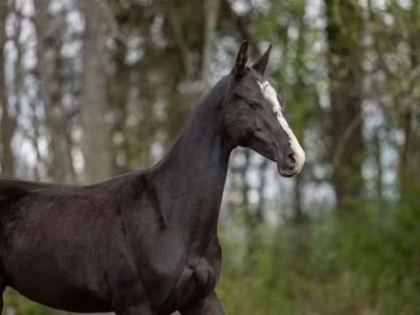 Hengst, Akhal-Teke