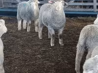 ცხვარი, Kuibyshev sheep — ფოტო 2