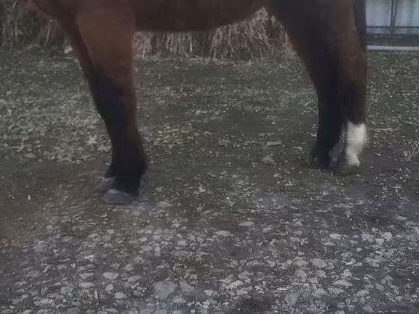 公马, Horses