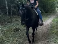 Caballo, French Trotter — foto 7