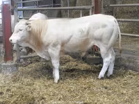सांड, Blonde d’Aquitane cattle — फ़ोटो 4