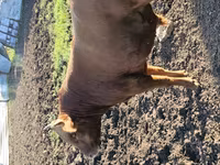 Bulle, Rinder — Foto 5