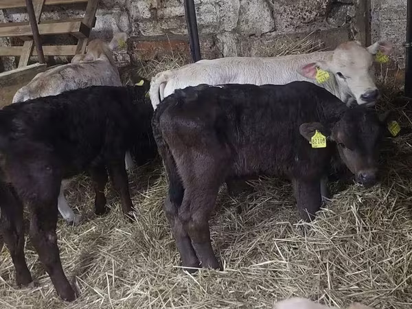ხარი, Simmental cattle