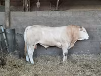 Toro, Ganado vacuno — foto 3