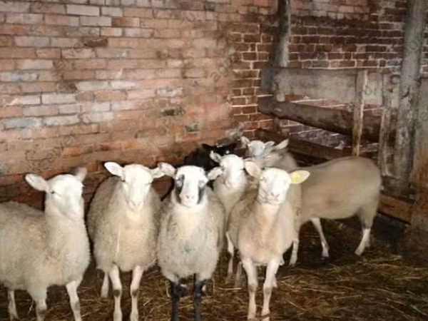 كبش, Katum sheep