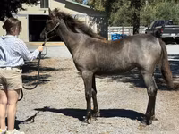 فرس, Rocky Mountain Horse — الصورة 3