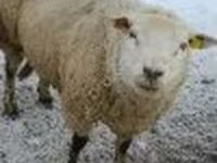 Widder, Schafe — Foto 2