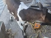 Cow, Cattle — photo 3