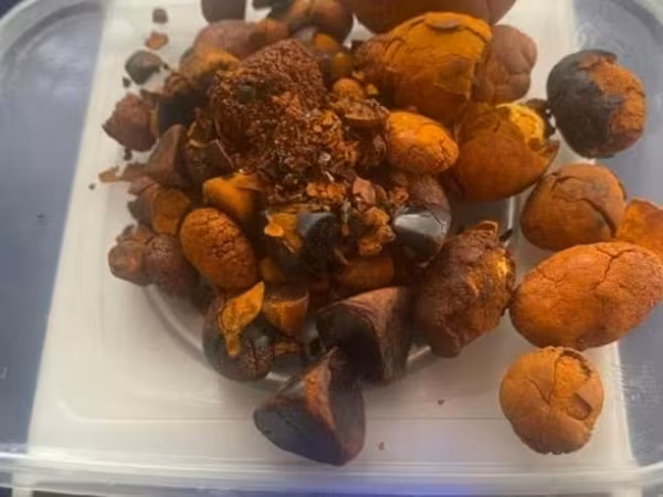 بقرة, الماشية — روسيا