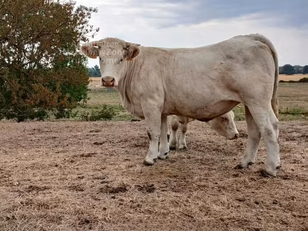 ძროხა, Charolais cattle