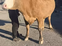 Kuh, Simmental cattle — Foto 2