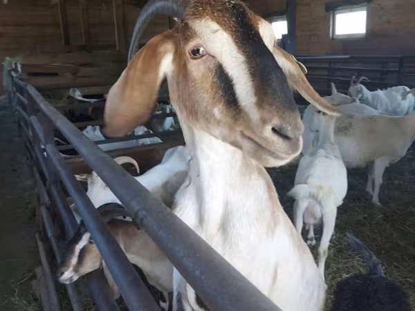 Ziege, Nubian Goat