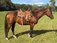 घोड़ी, Quarter Horse — फ़ोटो 1