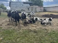 Toro, Ganado vacuno — foto 6