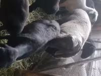 Ram, Rhon sheep — photo 3