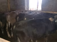 公牛, Cattle — 照片 2