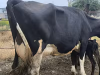 母牛, Russian Black pied cattle — 照片 6