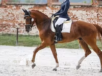 حصان, Friesian sport horse — الصورة 2