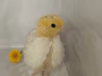 Quails — ფოტო 4
