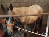 ცხენი, Horse breed — ფოტო 4