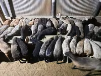 मेढ़ा, भेड़ — फ़ोटो 6
