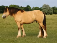 公马, Gypsy horse — 照片 1
