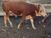 ძროხა, Latvian Blue cattle — ფოტო 7