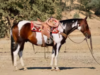 ცხენი, National Show Horse — ფოტო 4