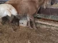 ცხვარი, West-Siberian mutton sheep — ფოტო 4