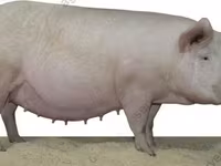 Säue, Schweine — Foto 4