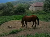 Caballo, Caballos — foto 1