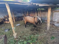 თხა, LaMancha goats — ფოტო 2