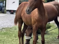 Mare, Anglo-Arabian — photo 1