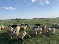 मेढ़ा, Kuibyshev sheep — फ़ोटो 2