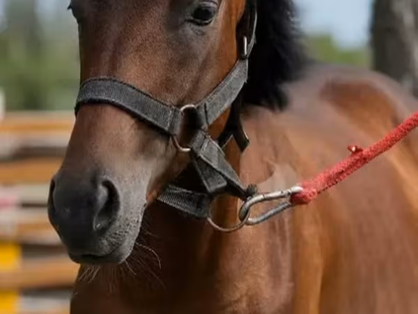 Hengst, Anglo-Arabian — Georgien