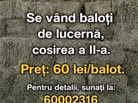 Vind baloți de lucerna 1 cosire-50lei/balot, a2-cosire 60lei balot.Sunt frunzoși și păstrați foarte — фото 3