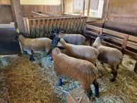 ცხვარი, Baerchuke sheep — ფოტო 4