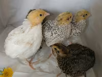 Quails — ფოტო 7