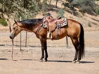 Hengst, Quarter Horse — Foto 5