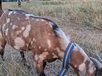 თხა, Nubian Goat — ფოტო 1