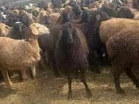 ვერძი, Edilbay sheep — ფოტო 4