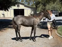 فرس, Rocky Mountain Horse — الصورة 8