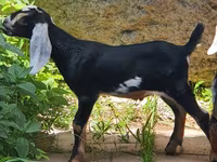 बकरी, Nubian Goat — फ़ोटो 3