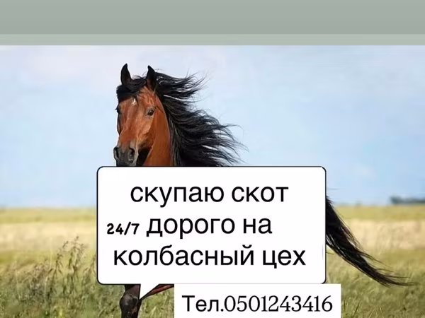 Caballo, Caballos