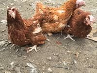 Lohmann Brown — Foto 2