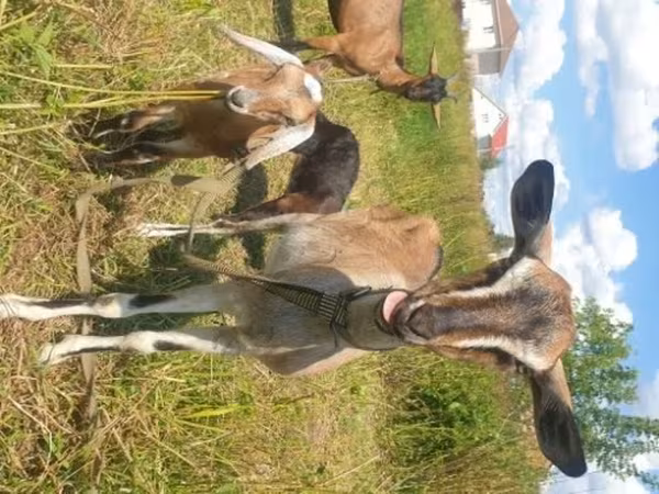 Ziege, Nubian Goat