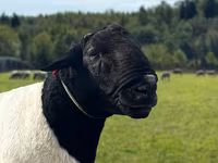 Widder, Dorper sheep — Foto 1