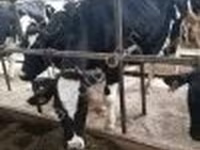 母牛, Swiss cattle — 照片 3